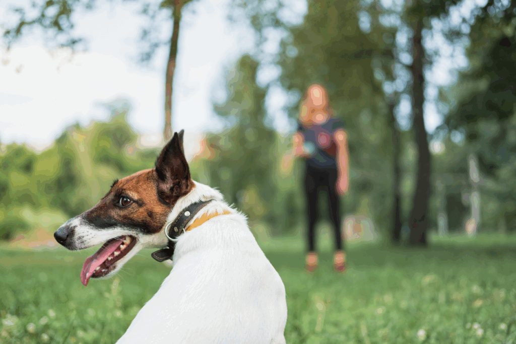 Comment devenir comportementaliste canin auto-entrepreneur