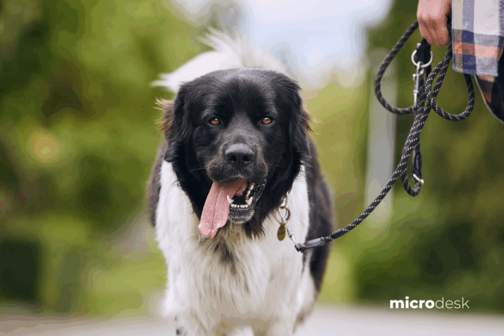 Comportementaliste canin auto-entrepreneur